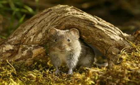 حمى الفأر .. هل يعتبر خطر جديد يهدد العالم؟